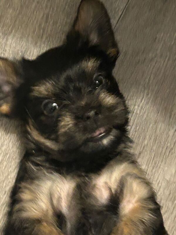 Yorkshire Terrier Puppies - Image 4 of 6