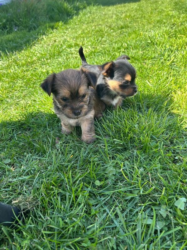 Yorkshire Terrier Puppies - Image 5 of 6