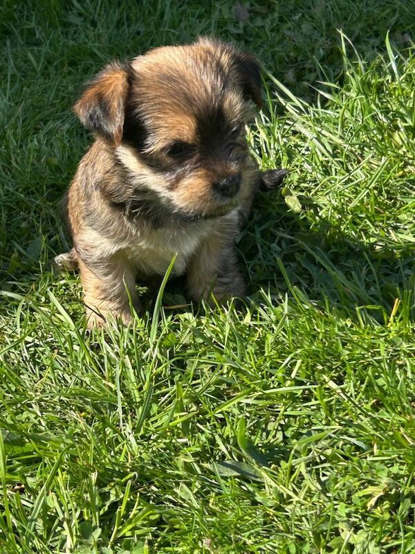 Yorkshire Terrier Puppies - Image 6 of 6