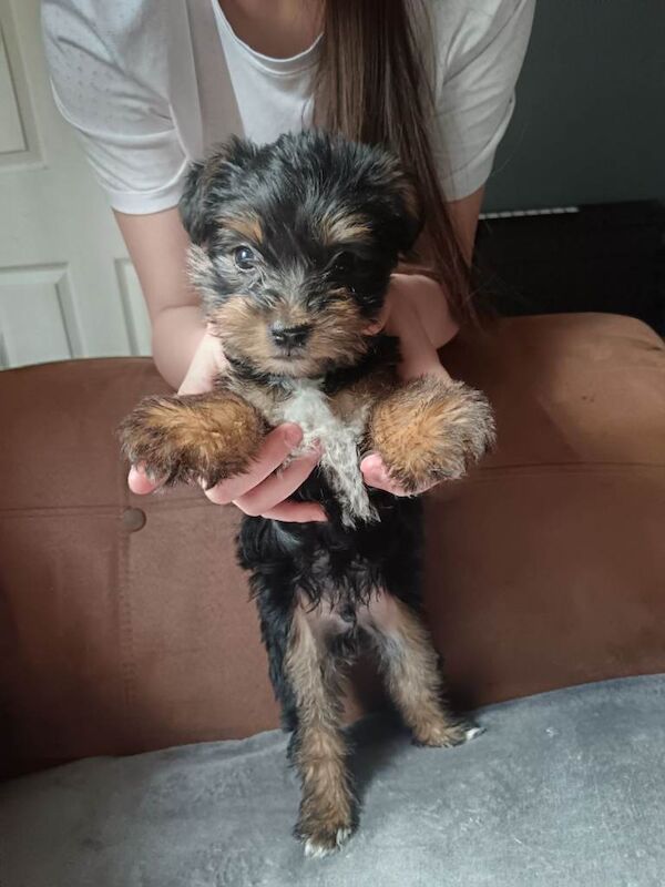 Yorkshire terrier puppies