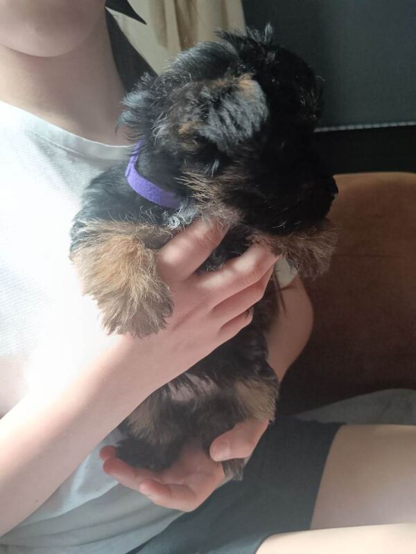 Yorkshire terrier puppies - Image 2 of 6