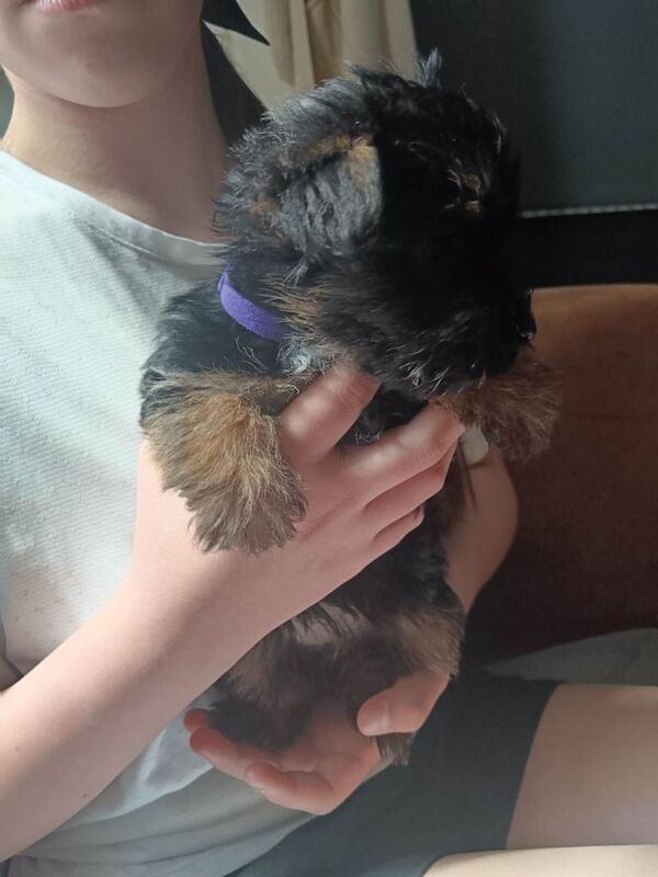 Yorkshire terrier puppies - Image 3 of 6