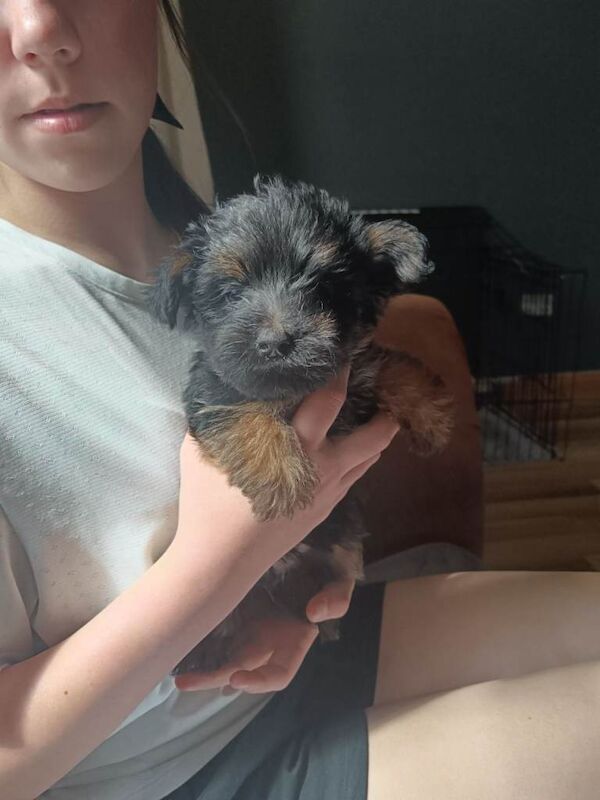 Yorkshire terrier puppies - Image 4 of 6