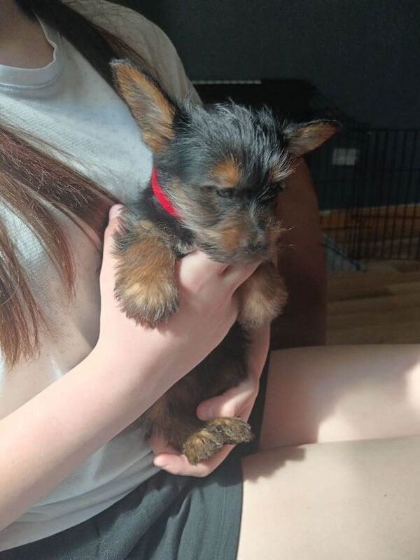 Yorkshire terrier puppies - Image 5 of 6