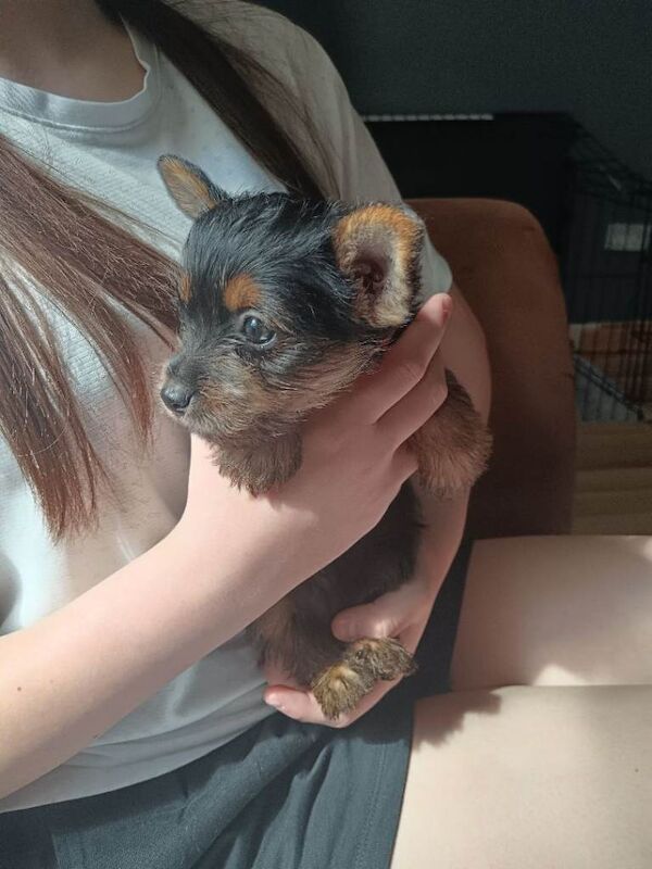 Yorkshire terrier puppies - Image 6 of 6