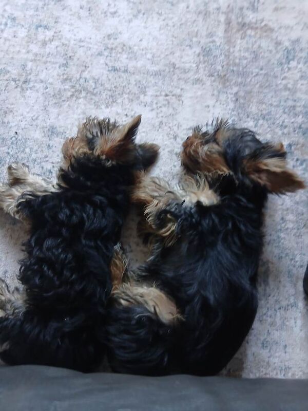 Yorkshire Terrier puppies