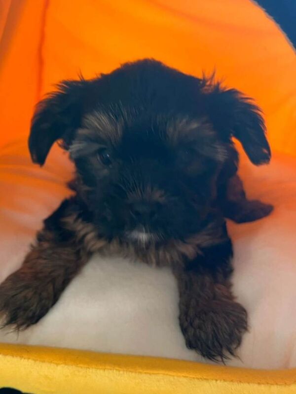 Yorkie Puppies For Sale