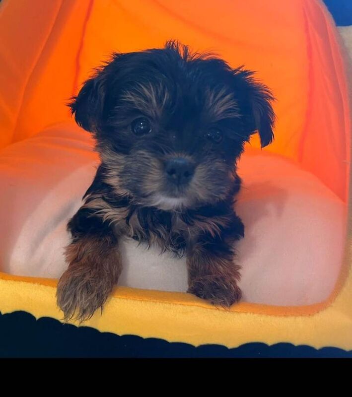 Yorkshire Terrier puppies - Image 2 of 2