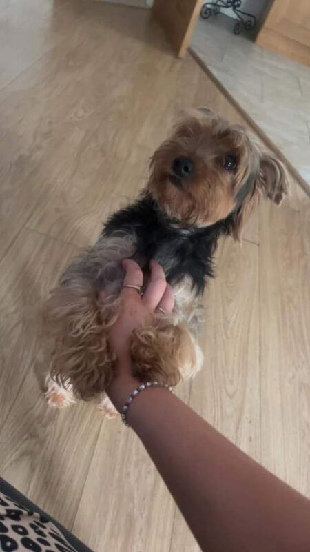Yorkshire Terrier puppies