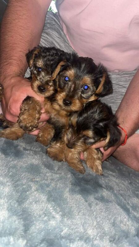 Yorkshire Terrier puppies - Image 2 of 5