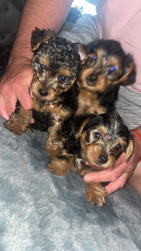 Yorkshire Terrier puppies - Image 3 of 5