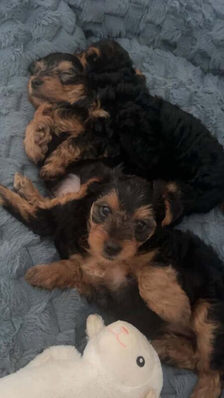 Yorkshire Terrier puppies - Image 4 of 5