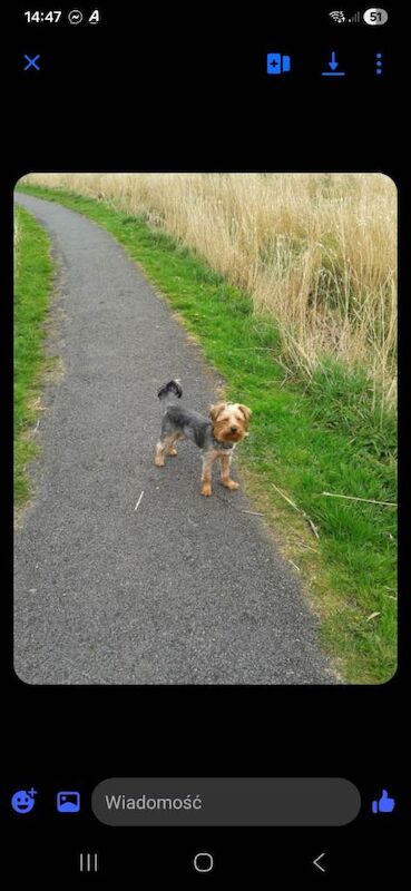 Yorkshire Terrier puppies - Image 5 of 5