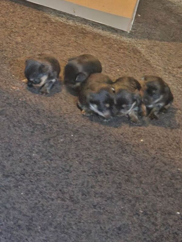 Yorkshire terrier puppies - Image 2 of 3