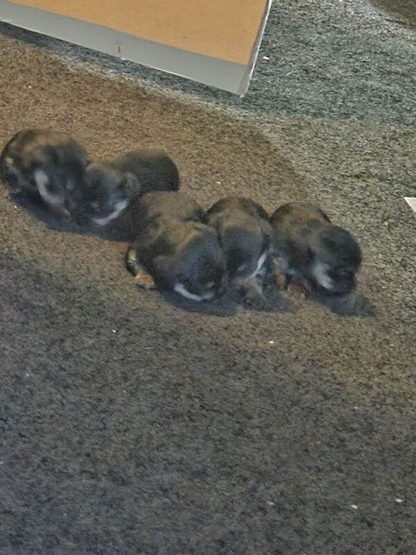Yorkshire terrier puppies - Image 3 of 3