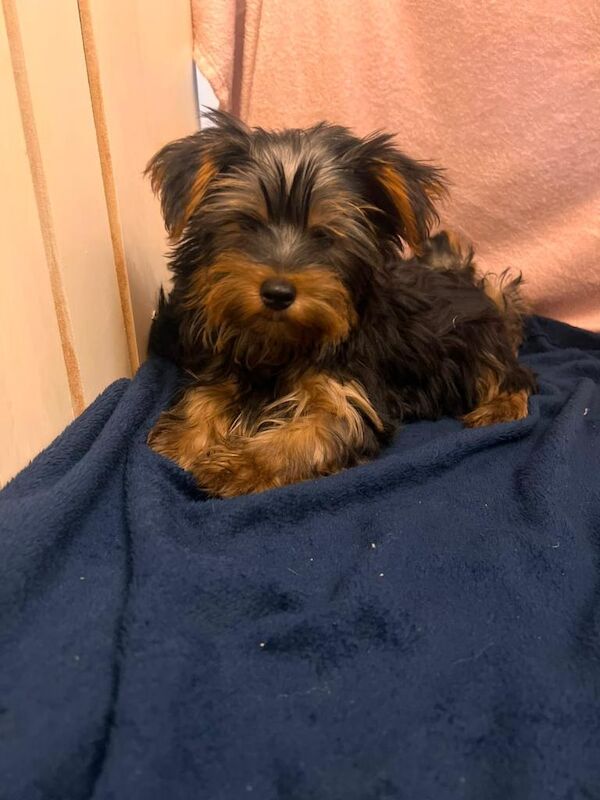 Yorkshire terrier puppies