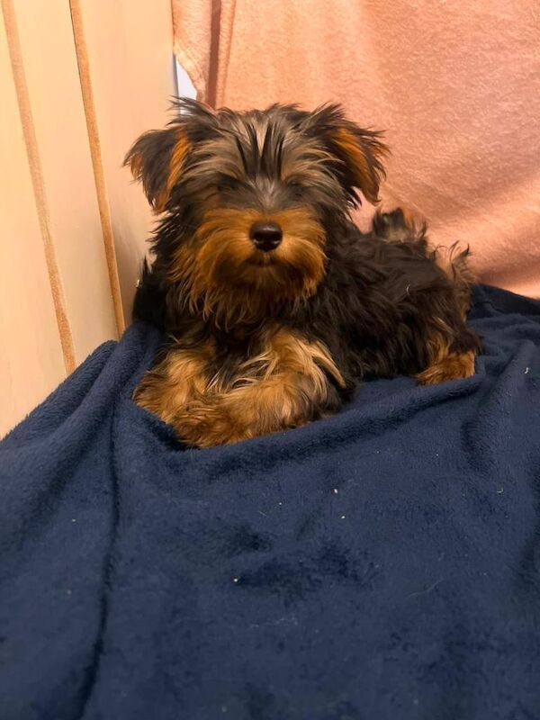 Yorkshire terrier puppies - Image 2 of 4