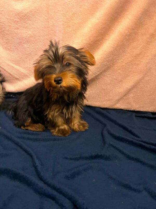 Yorkshire terrier puppies - Image 3 of 4