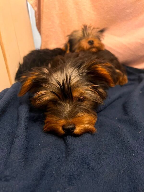 Yorkshire terrier puppies - Image 4 of 4