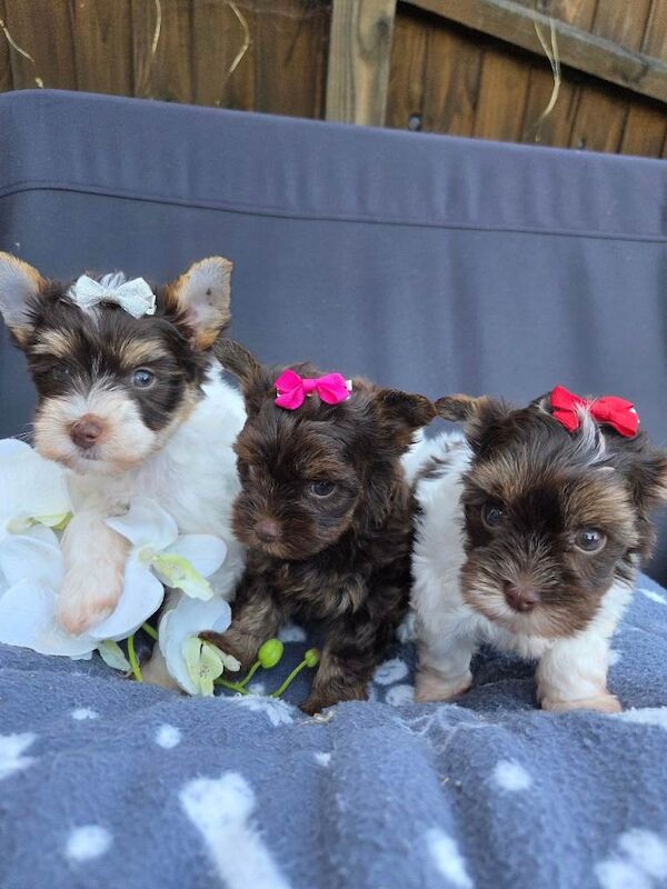 Yorkshire terrier puppies