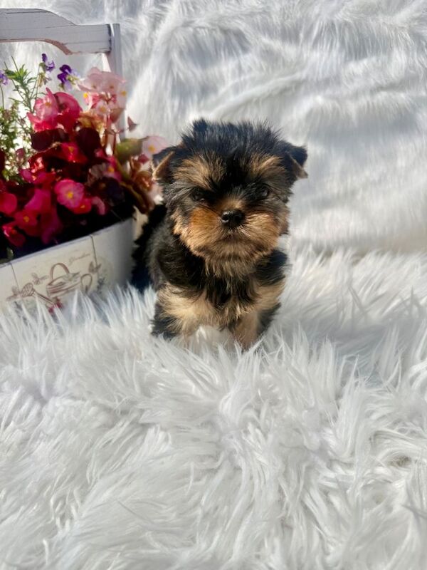 Yorkshire Terrier Puppies - Image 2 of 5