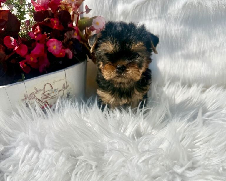 Yorkshire Terrier Puppies - Image 3 of 5