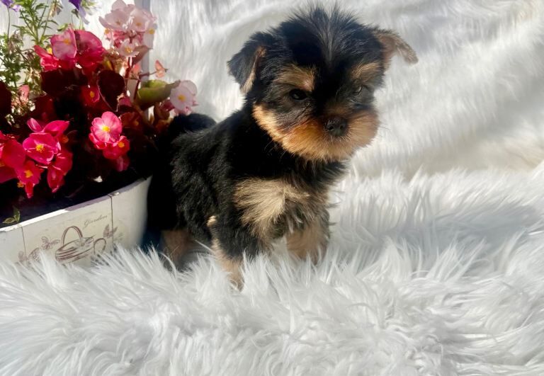 Yorkshire Terrier Puppies - Image 4 of 5