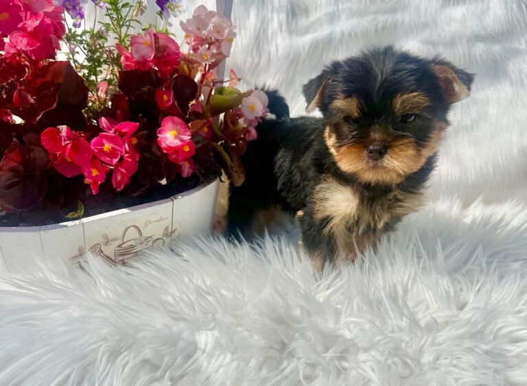 Yorkshire Terrier Puppies - Image 5 of 5