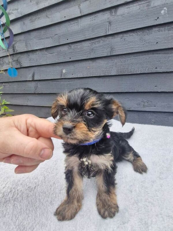 Yorkshire terrier puppies - Image 2 of 3