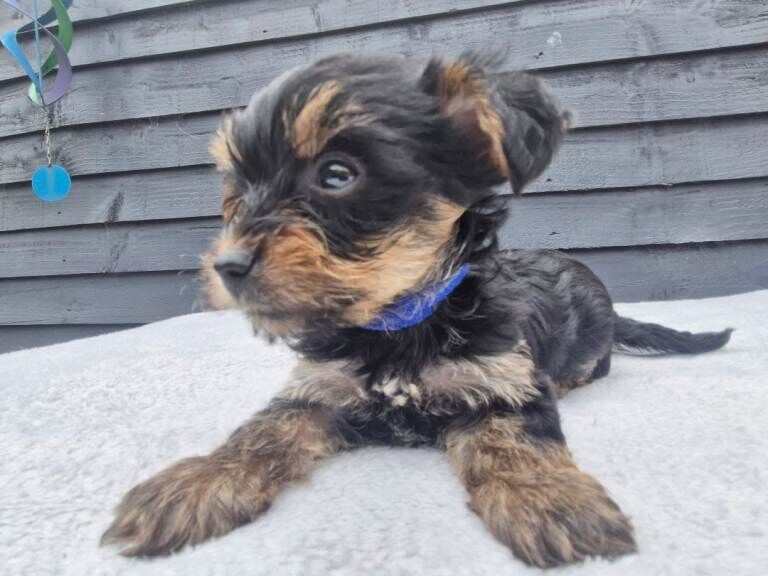 Yorkshire terrier puppies - Image 3 of 3