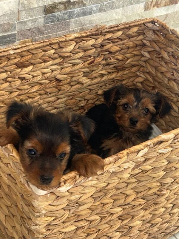 Yorkshire terrier puppies