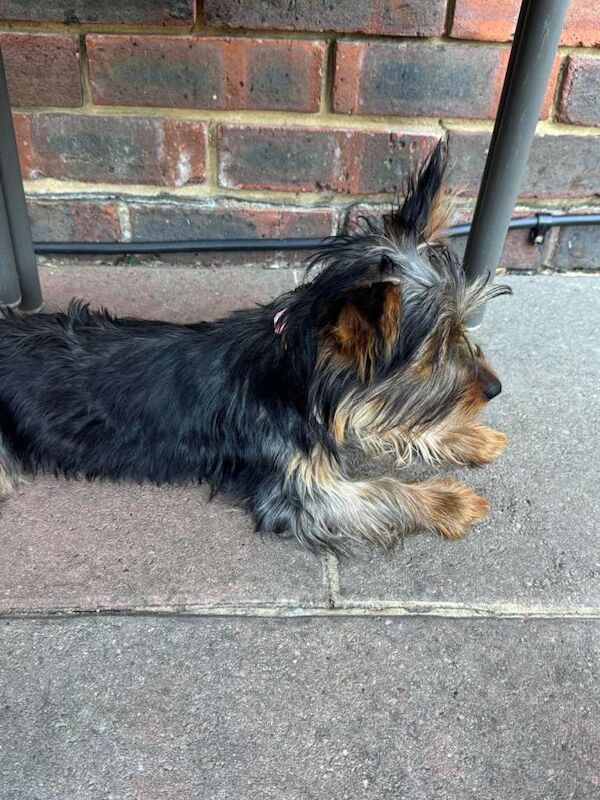 Yorkshire terrier puppies - Image 3 of 4