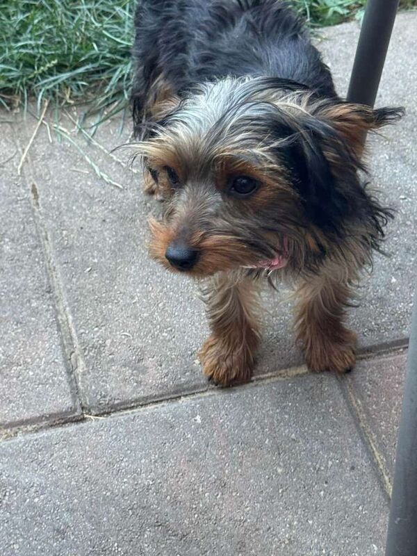 Yorkshire terrier puppies - Image 4 of 4