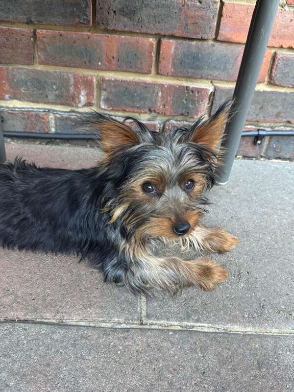 Yorkshire terrier puppies
