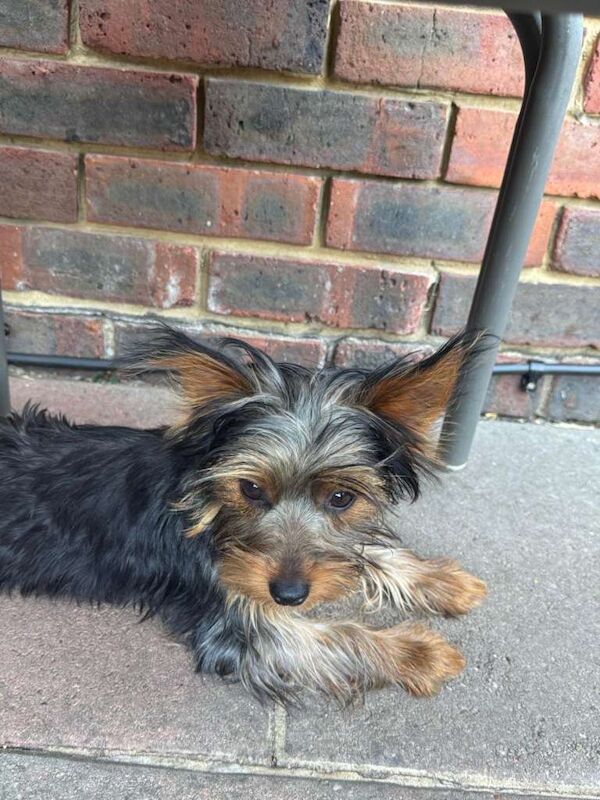 Yorkshire terrier puppies - Image 2 of 4