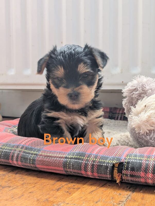 Yorkshire Terrier puppies for sale in Downpatrick, County Down – 5 weeks old