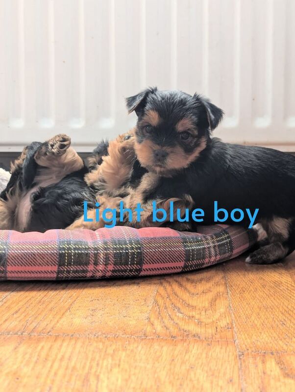 Yorkshire Terrier puppies for sale in Downpatrick, County Down – 5 weeks old - Image 2 of 10