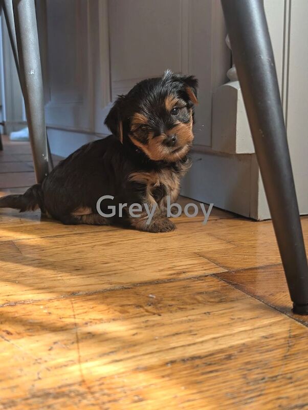 Yorkshire Terrier puppies for sale in Downpatrick, County Down – 5 weeks old - Image 3 of 10