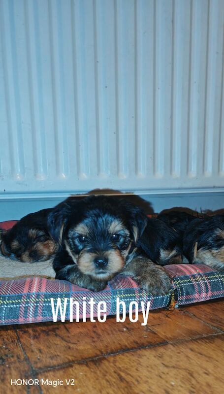 Yorkshire Terrier puppies for sale in Downpatrick, County Down – 5 weeks old - Image 4 of 10