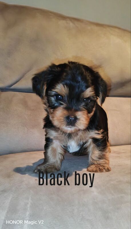 Yorkshire Terrier puppies for sale in Downpatrick, County Down – 5 weeks old - Image 5 of 10