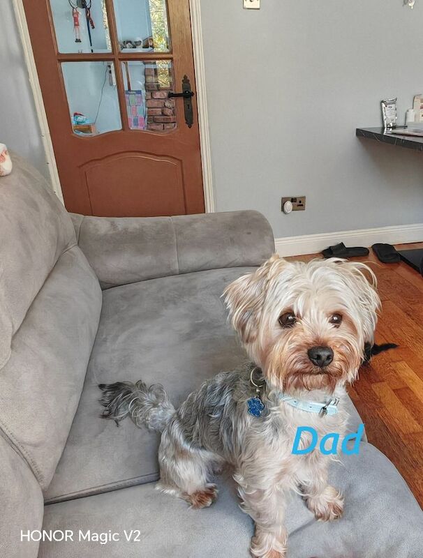 Yorkshire Terrier puppies for sale in Downpatrick, County Down – 5 weeks old - Image 6 of 10