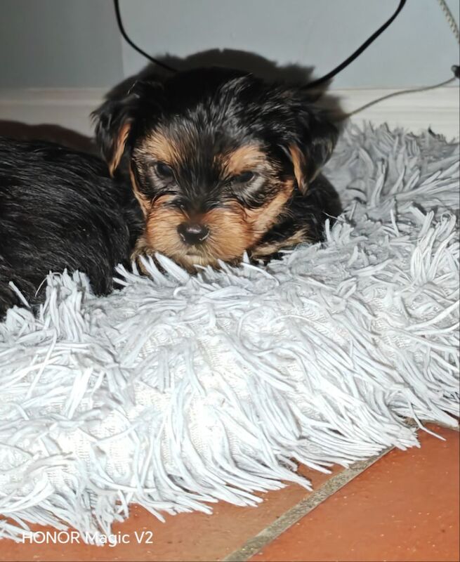 Yorkshire Terrier puppies for sale in Downpatrick, County Down – 5 weeks old - Image 7 of 10