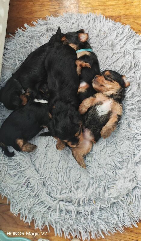Yorkshire Terrier puppies for sale in Downpatrick, County Down – 5 weeks old - Image 8 of 10