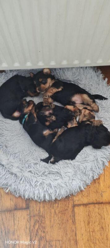 Yorkshire Terrier puppies for sale in Downpatrick, County Down – 5 weeks old - Image 9 of 10