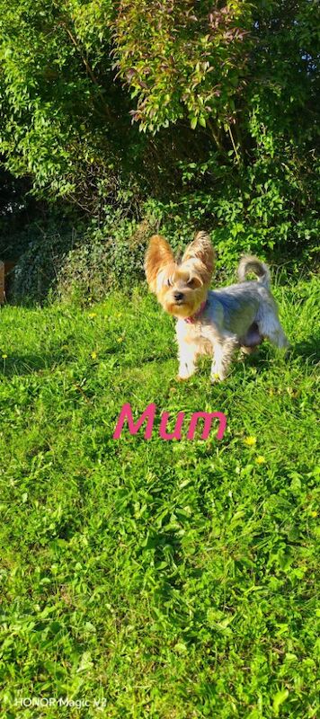 Yorkshire Terrier puppies for sale in Downpatrick, County Down – 5 weeks old - Image 10 of 10
