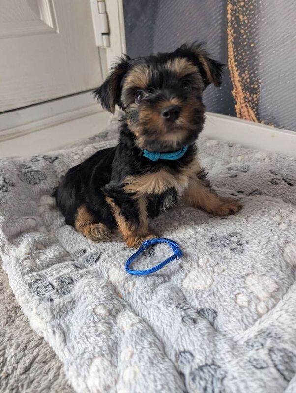 Yorkshire terrier puppies - Image 2 of 5
