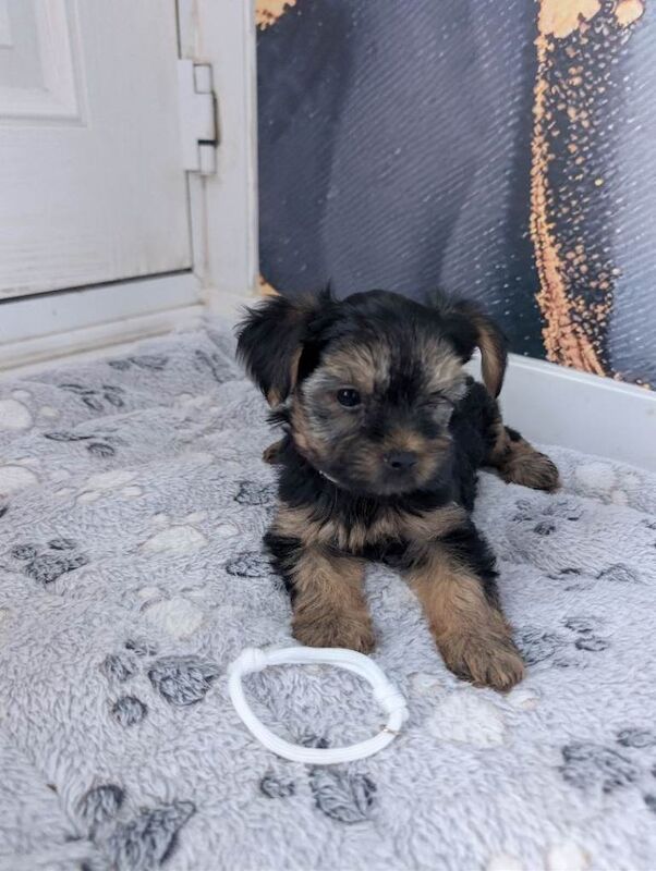Yorkshire terrier puppies - Image 3 of 5