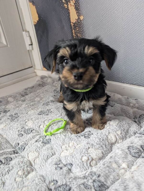 Yorkshire terrier puppies - Image 4 of 5