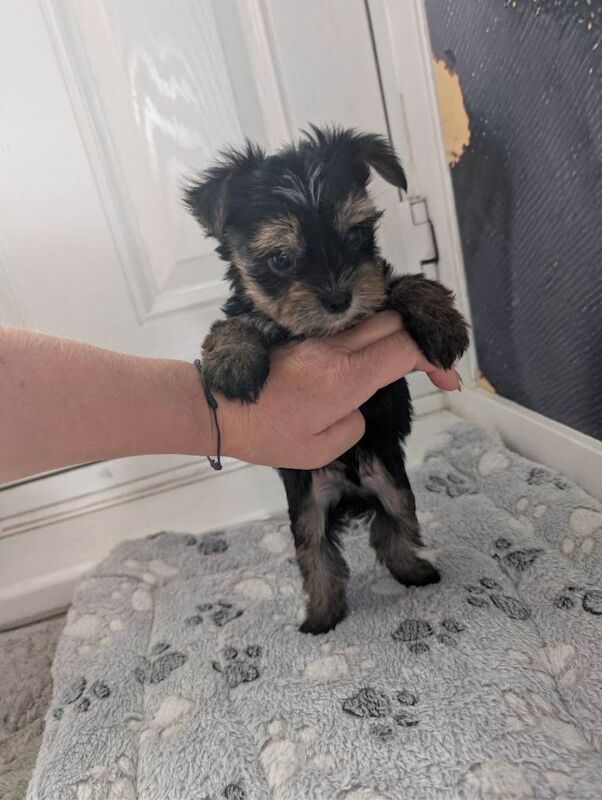 Yorkshire terrier puppies - Image 5 of 5