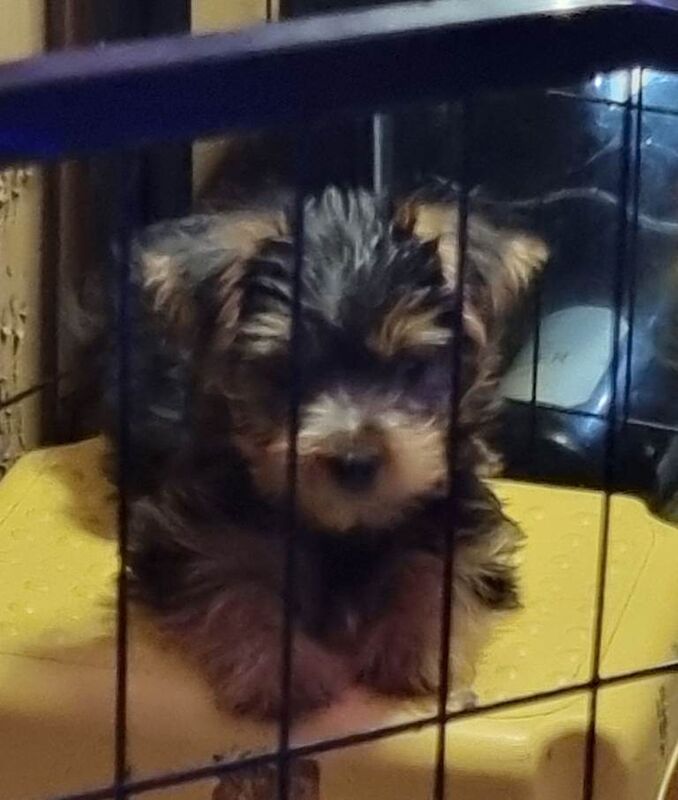 Yorkie Puppies For Sale
